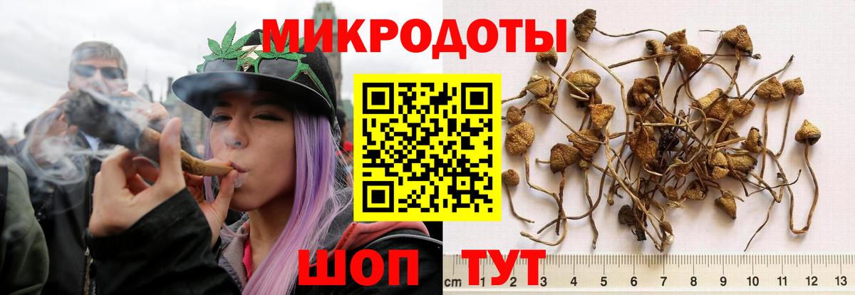 Псилоцибиновые грибы Psilocybine cubensis Алейск